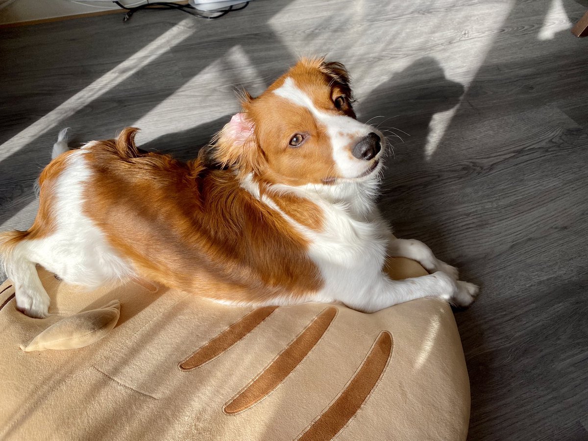 美人じゃん…😚💓
(親バカ)

#kooikerhondje 
#コーイケルホンディエ
#コイケル
#犬
#犬好きと繋がりたい 
#犬のいる暮らし
