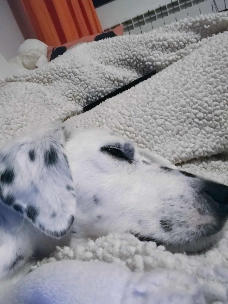 Let's play a game
Found the pup hidden in the blanket 🤣🤣🤣🤣
#dogsoftwitter #hideandseek #cutedogs #lazymorning