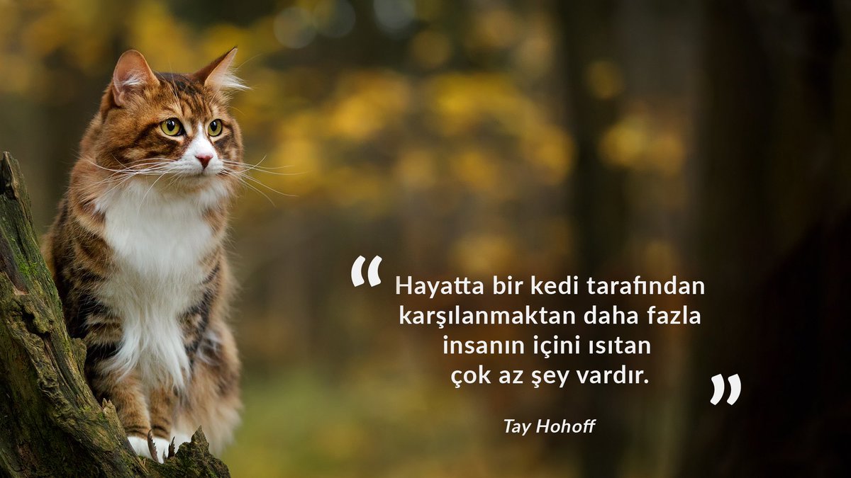 temavakfi's tweet photo. Bugün Dünya Kediler Günü 🐈

“Hayatta bir kedi tarafından karşılanmaktan daha fazla insanın içini ısıtan çok az şey vardır.” Tay Hohoff

#DünyaKedilerGünü https://t.co/qKixR2xhl3