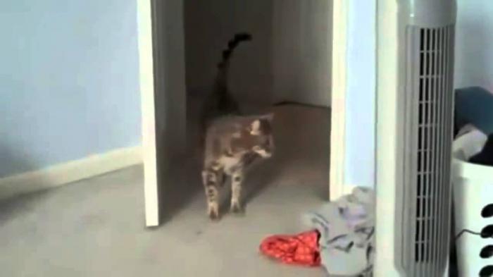 Кот испугался птицу на телевизоре. Коты испугались видео. Испуганный кот. Кот испуг. Кот испуг.