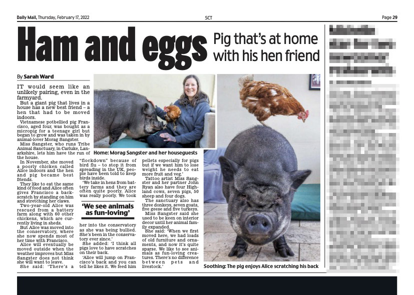 KtLeeArrowsmith's tweet image. Best friends. Francisco the Vietnamese potbellied pig and Alice the hen, rescued from a battery farm. Living their best lives at Tribe Animal Sanctuary Scotland. 
Thanks to todays papers. @SWNS @sarah1990ward