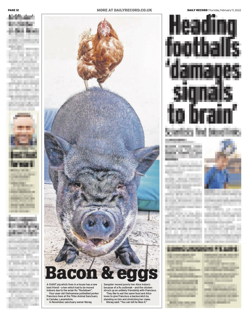 KtLeeArrowsmith's tweet image. Best friends. Francisco the Vietnamese potbellied pig and Alice the hen, rescued from a battery farm. Living their best lives at Tribe Animal Sanctuary Scotland. 
Thanks to todays papers. @SWNS @sarah1990ward