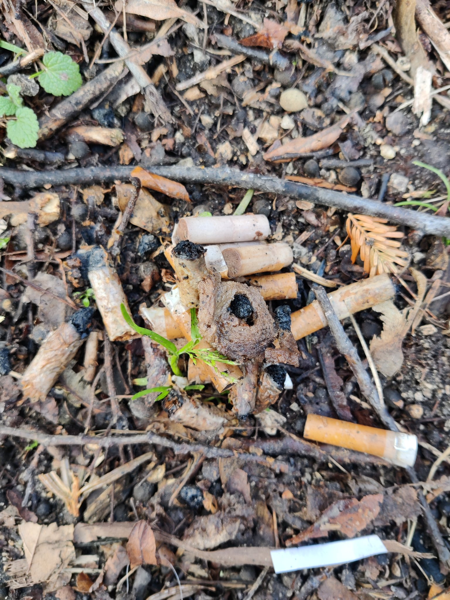 What Happens If A Dog Eats A Cigerette Butt