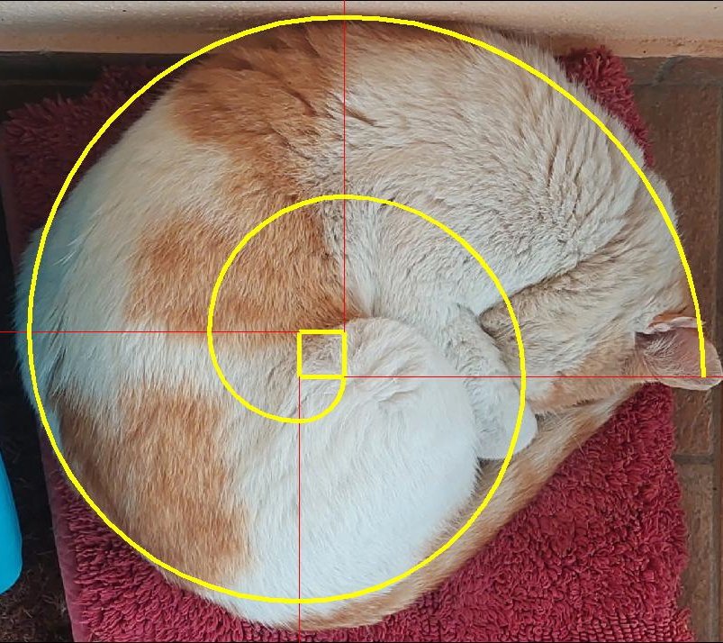 FaxoMac's tweet photo. Questa mattina Rosino dormiva così. #spiraleaurea #GiornataNazionaleDelGatto https://t.co/pEaC79mFTV