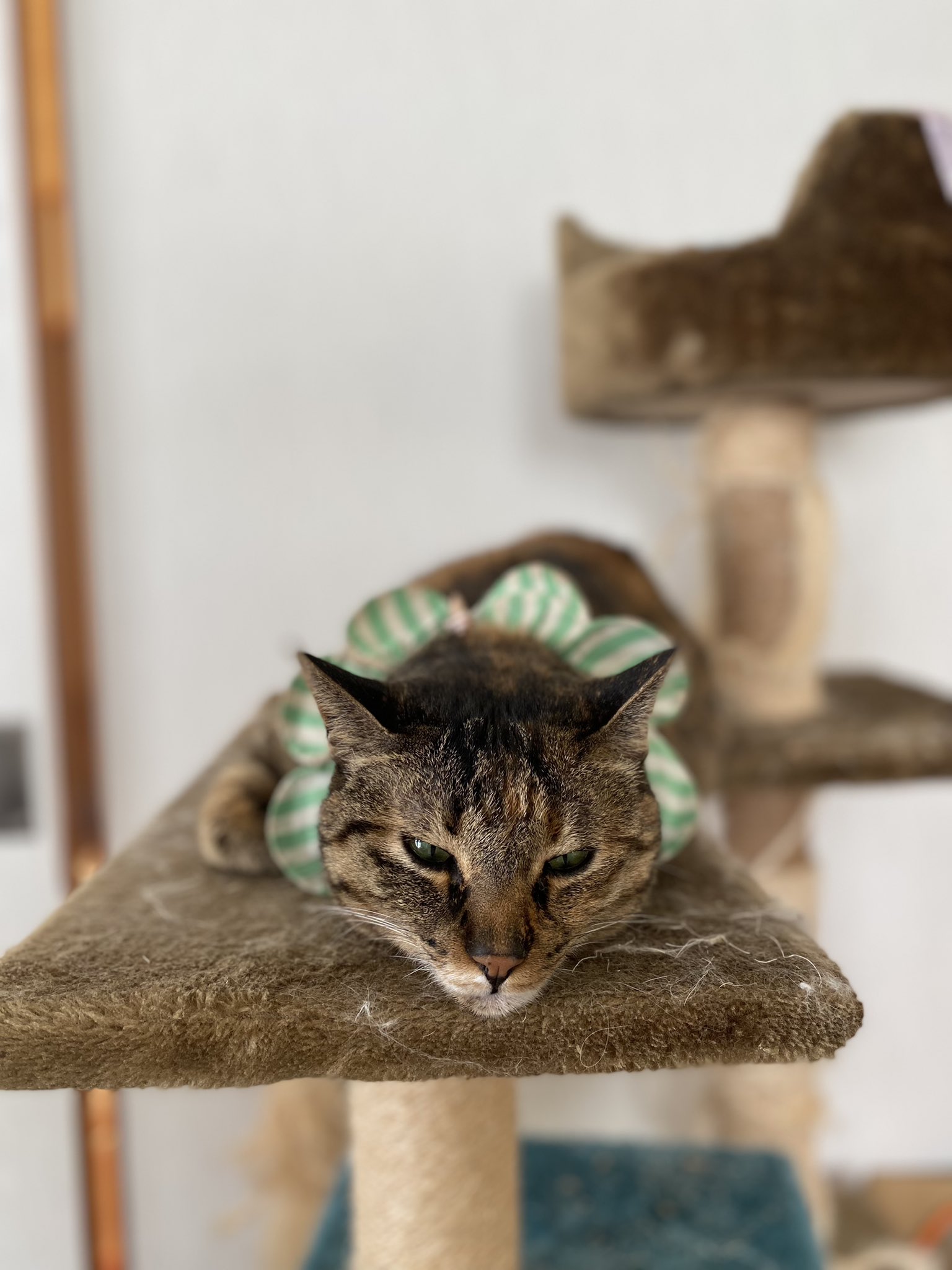 ふて寝猫 Twitter Search Twitter