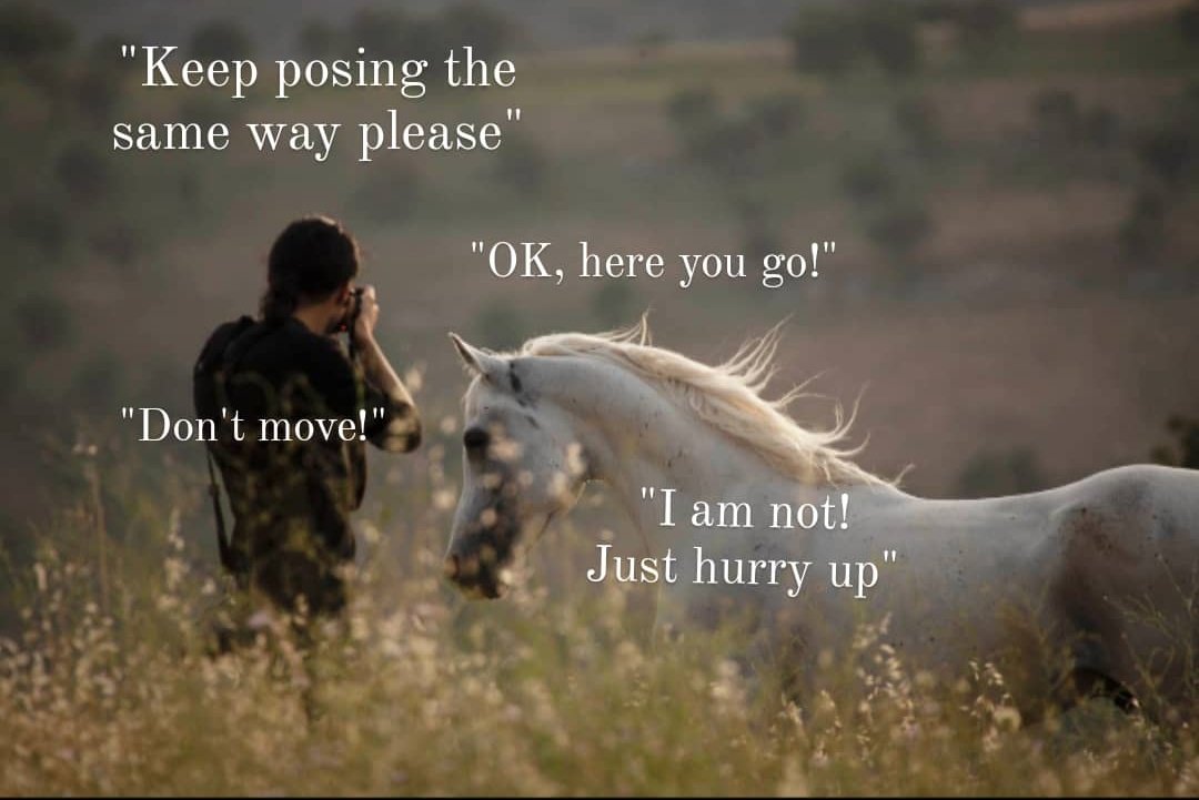 Everytime with these beautiful horses 😁😆
#photography #Thursday