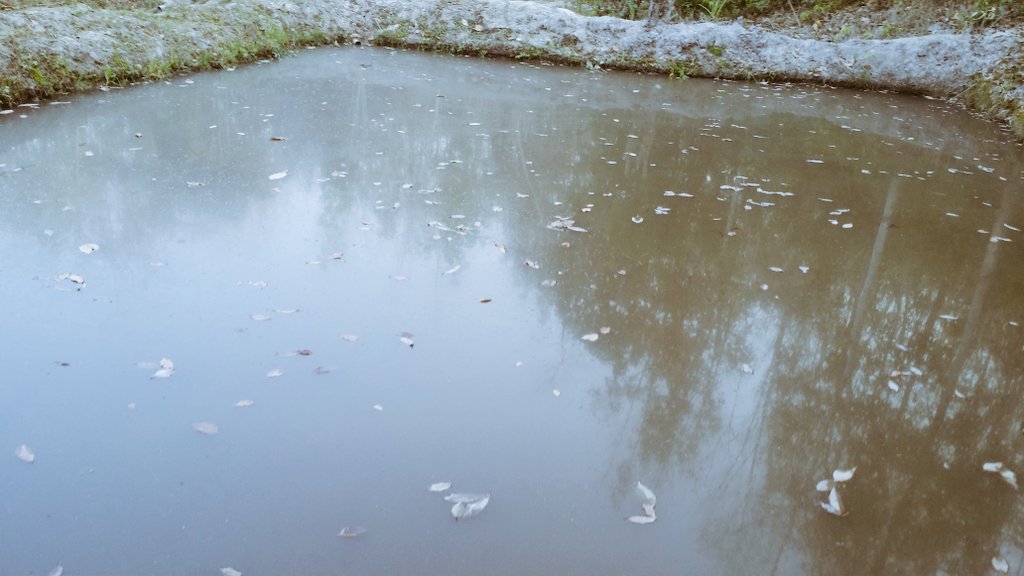 AgroLiberia's tweet photo. As we embark on rural fish farming, we call on donors and philanthropists in the aquaculture industry to give some supports to help us create more jobs. @UNDPLiberia @UNICEF_Liberia @irlembliberia @USAIDLiberia @BBCBreaking @FAOLiberia @NAAFAofficial @IFAD @AfDB_Group https://t.co/t0g0kIoJfe