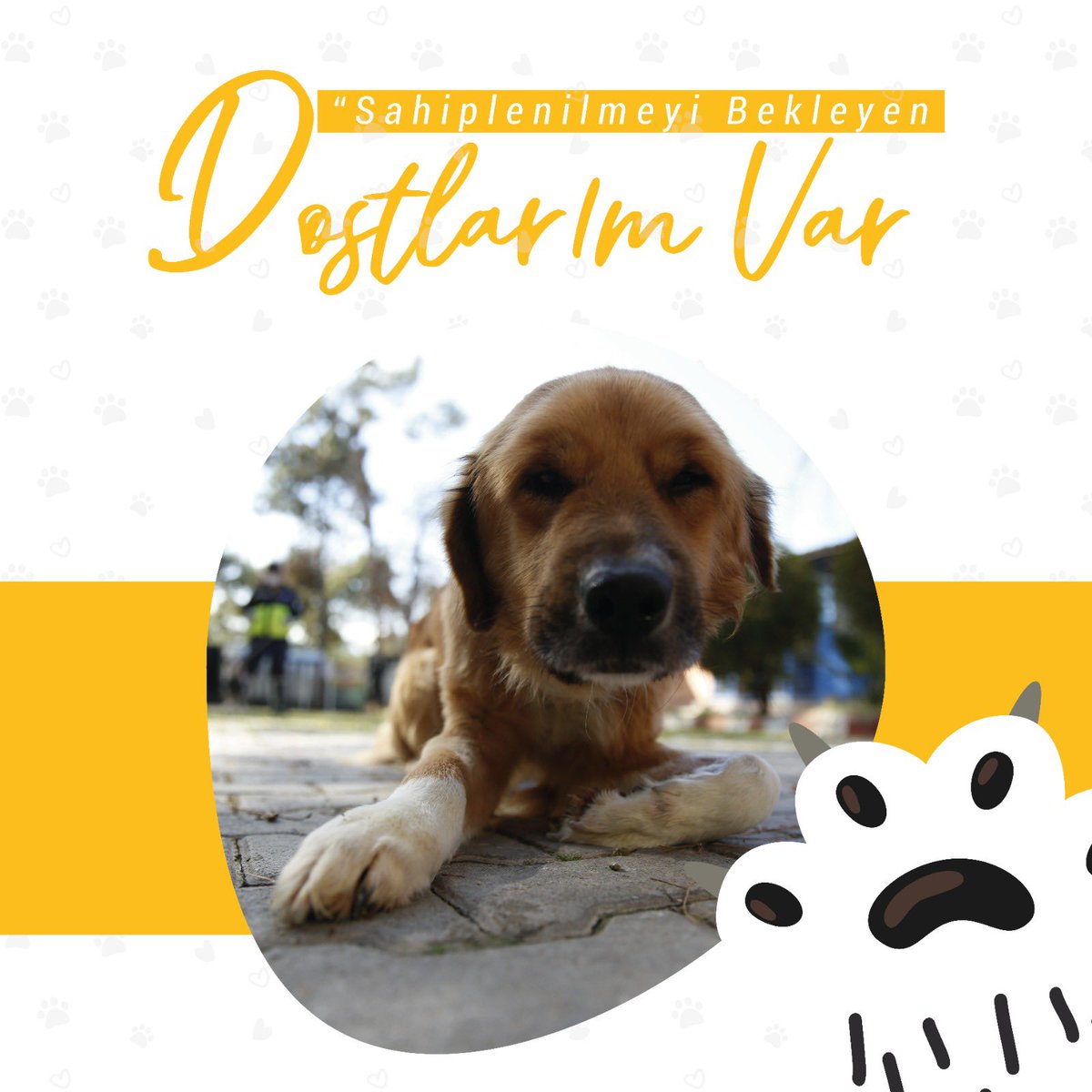 toros_kedi's tweet photo. ABB Sahipsiz Hayvan Geçici Bakımevi’nde can dostlarım sahiplenilmek için sizleri bekliyor. 🐾🐈🐕

Kısırlaştırılmış ve aşılanmış dostlarımızı sahiplenmek için 0242 332 53 18 numaralı hattı arayabilir ya da bakımevimizi hafta içi 14.00-16.00 arasında ziyaret edebilirsiniz. https://t.co/zu7mn4jPKH