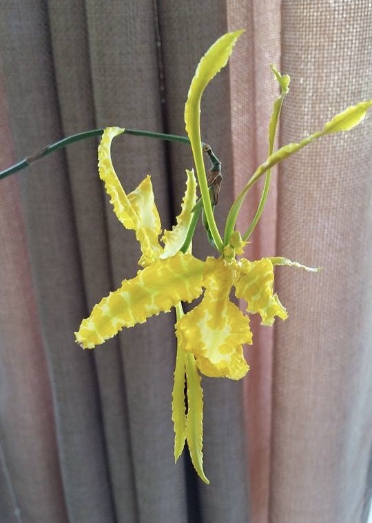 Hilo Orchid Society on Twitter: 