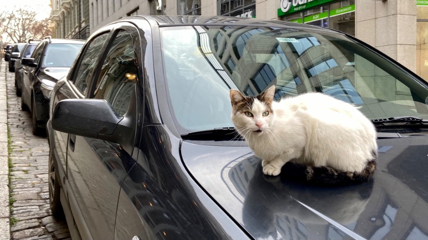 在ブルガリア日本国大使館 Embassy Of Japan In Bulgaria ブルガリアの街角ねこ 路上駐車が一般的なブルガリアでは 冬にねこちゃんたちが車のボンネットの上で暖をとっているのをよく見かけます この通りだけで3匹のねこちゃんが車の上にいました