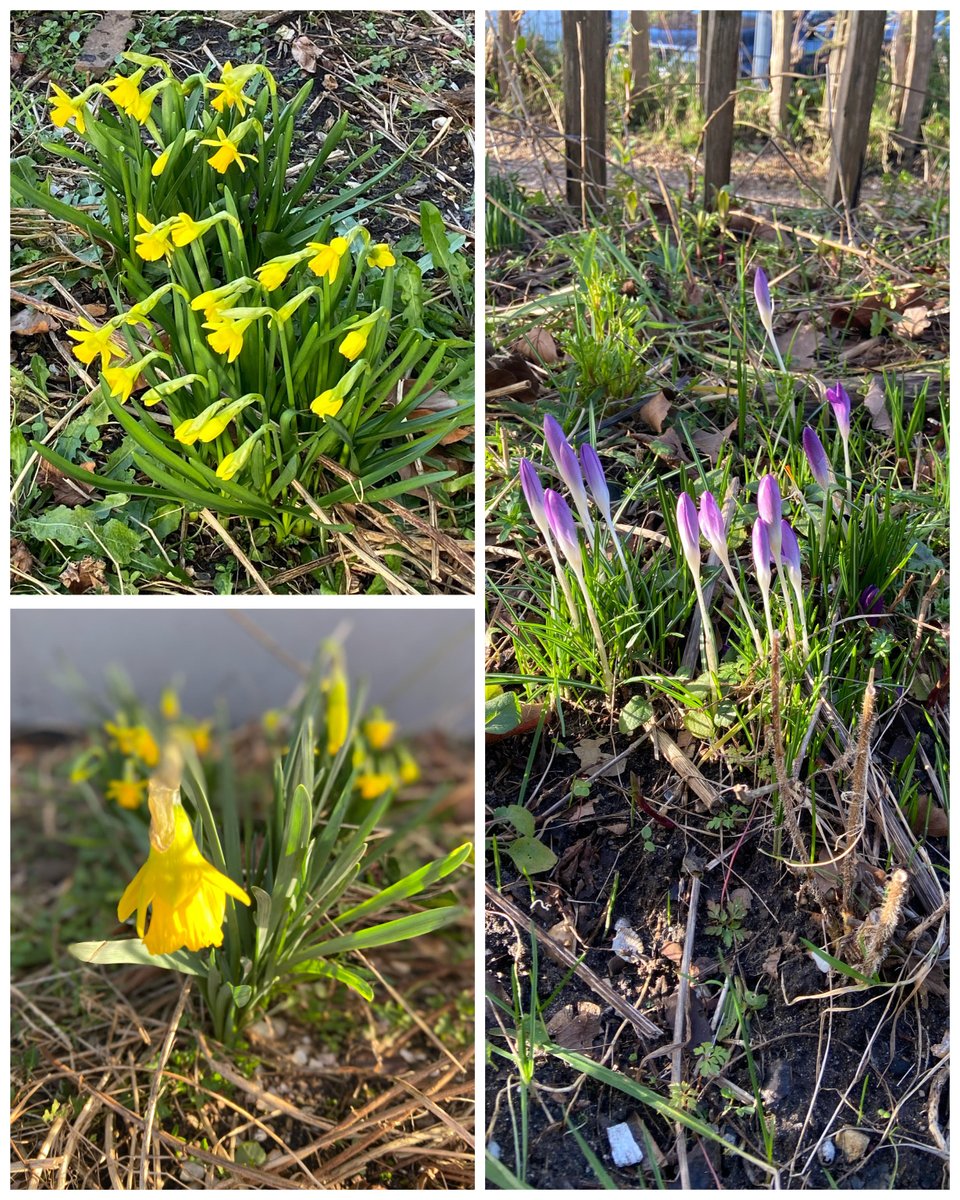De eerste krokussen komen alweer uit de grond op ons prachtige groene schoolplein. We hebben volgende week dan ook krokus (voorjaarsvakantie) en zijn gesloten van maandag 21 februari t/m vrijdag 25 februari #fijnevakantie
