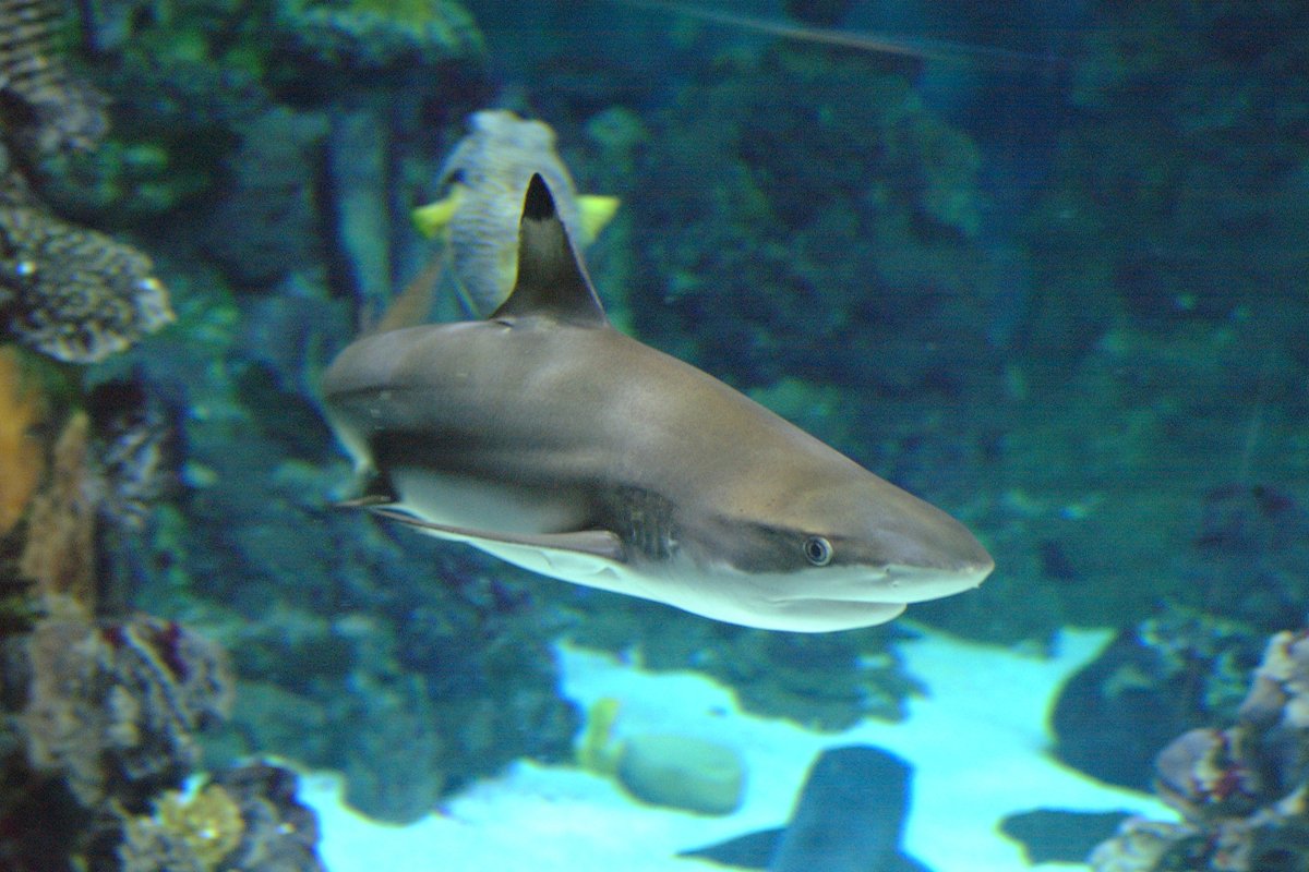 сельдевая акула балтийское море. акула фото. сельдевая акула в балтийском море. розовая акула молот. колючая акула катран.