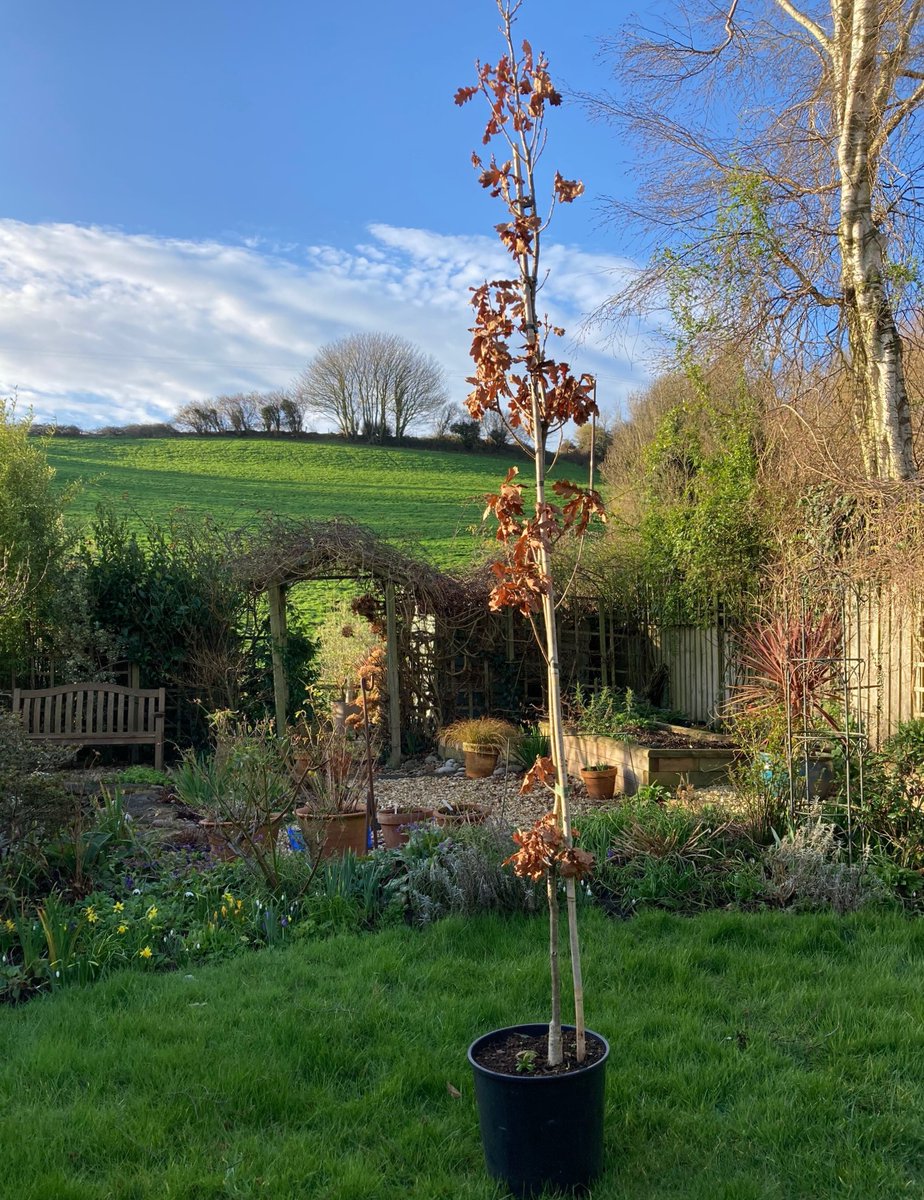 This is just one of the #trees that #Budleigh #Lions will be planting as part of the Queen's #PlatinumJubilee celebrations this year #queensgreencanopy <a href="/QGCanopy/">The Queen's Green Canopy</a> #JubileeTrees #WeServe #Environment <a href="/EastDevonNews/">East Devon News.co.uk</a> <a href="/TeaTittleTattle/">Tea & Tittle Tattle</a> <a href="/sentfromdevon/">#sentfromdevon</a> #Devon