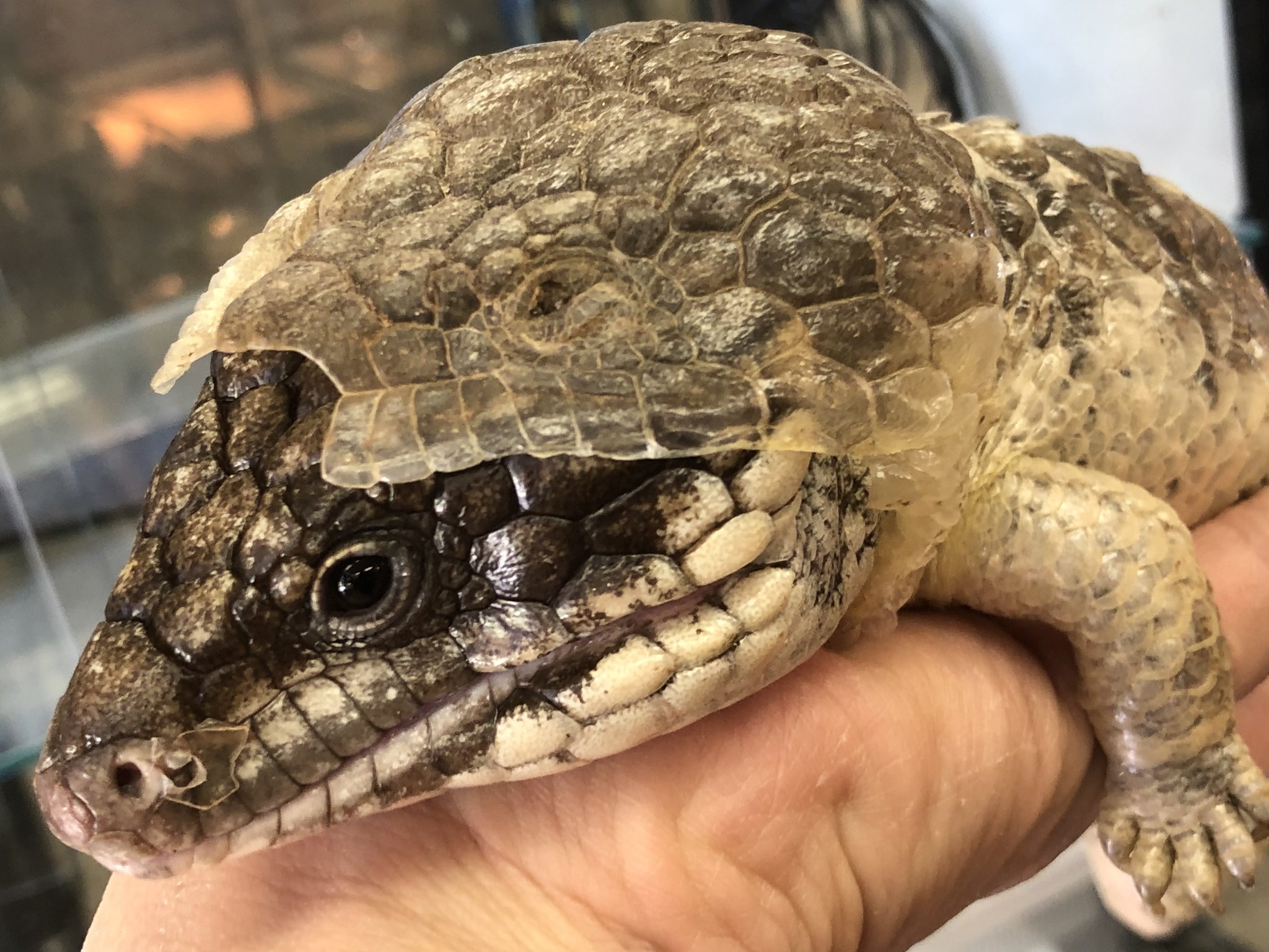マツカサトカゲ脱皮殻　超激レア❗️2 マツカサトカゲ脱皮殻 超激レア❗️ - メルカリ