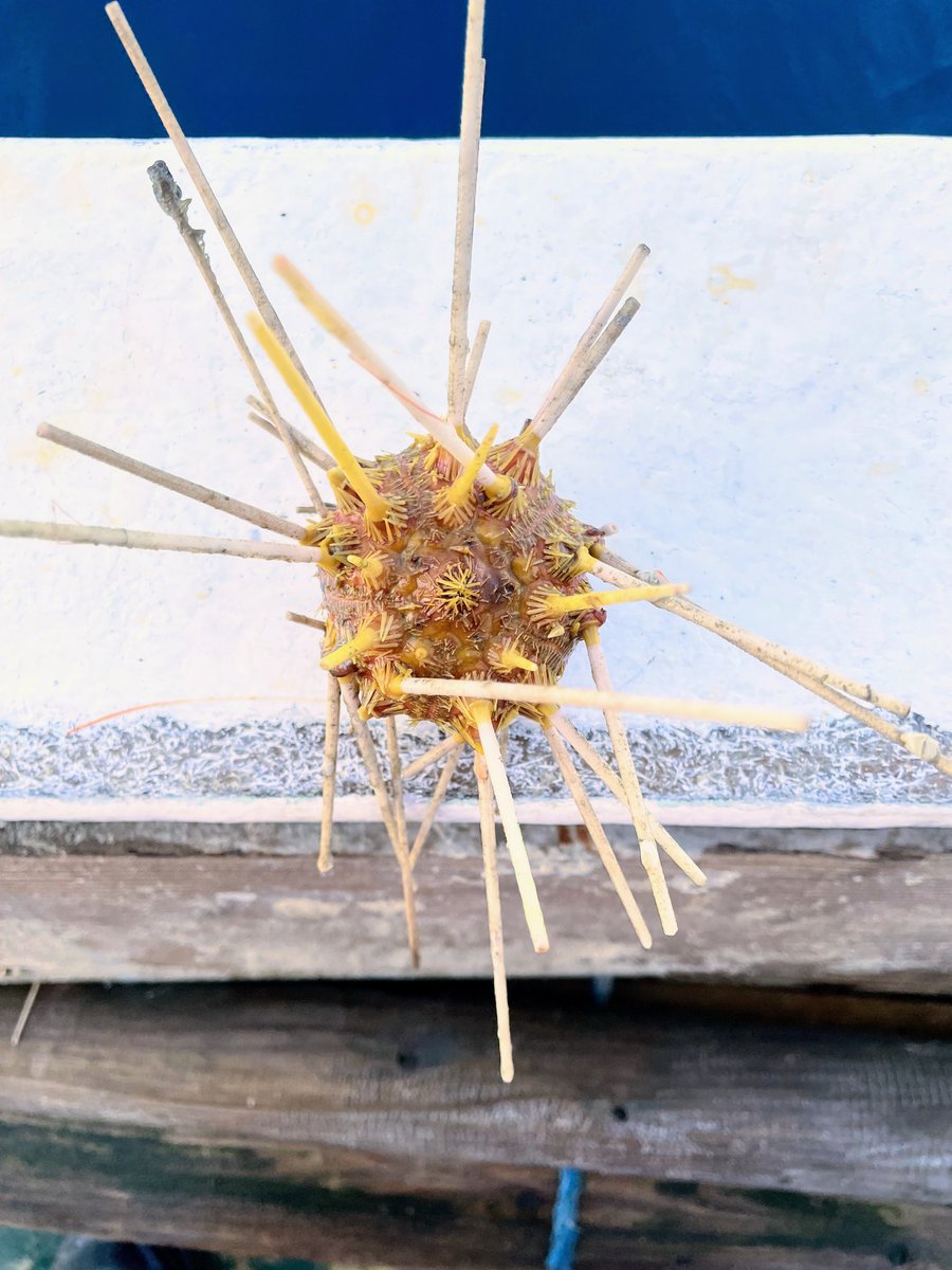 shinkaigyo_ch's tweet photo. It's an amazing looking sea urchin!  Is it okay with sea urchin?  Does anyone know anything about it?

#Japan,#Shizuoka,#Heda,#Deep_Sea,#Deep_Sea_Fish,#Suruga_Bay,#Traditional_Trawl_Fishing https://t.co/CvwUHvTQZX