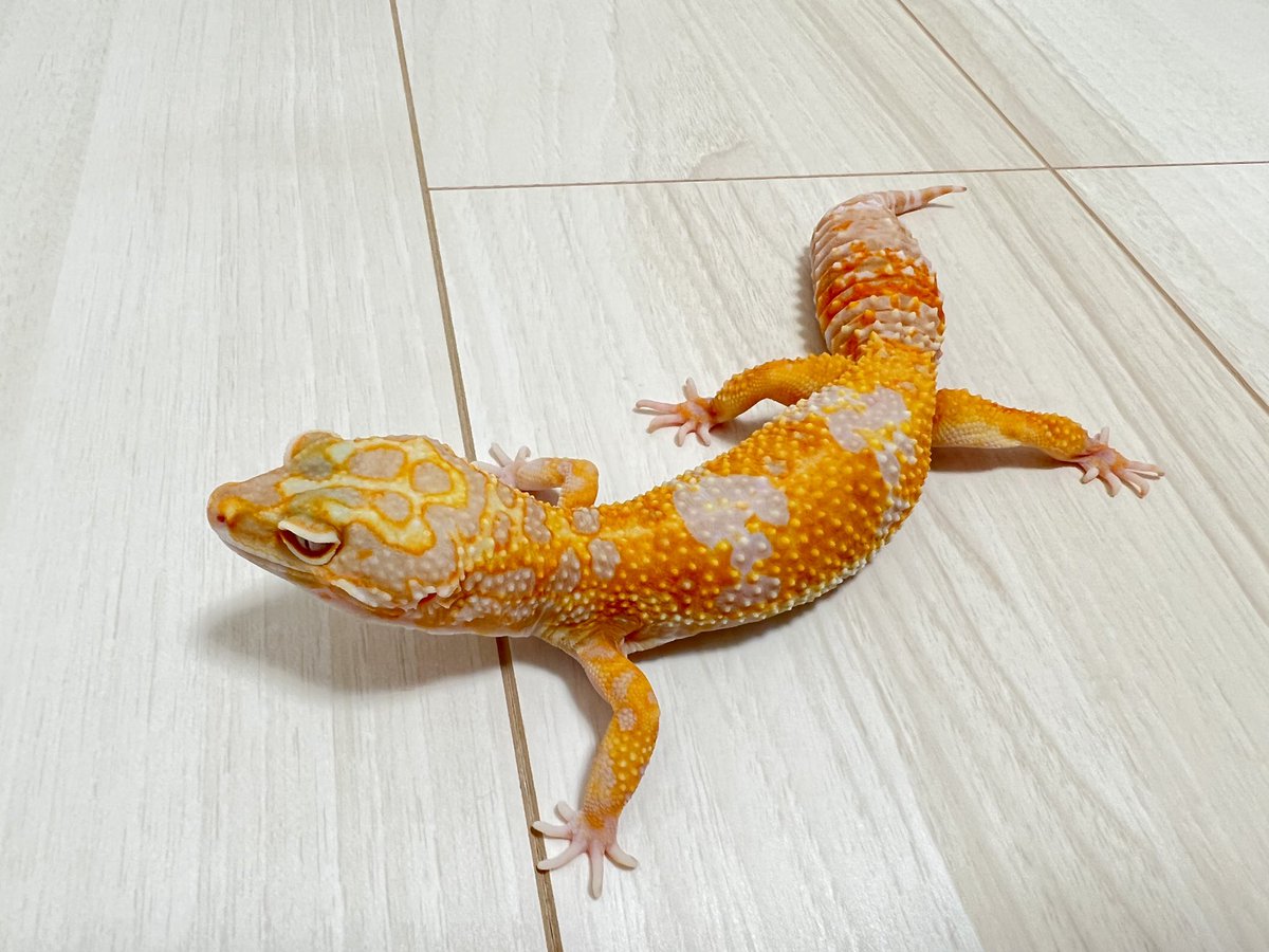 Blizzard Gecko🦎3/8BO tweet media