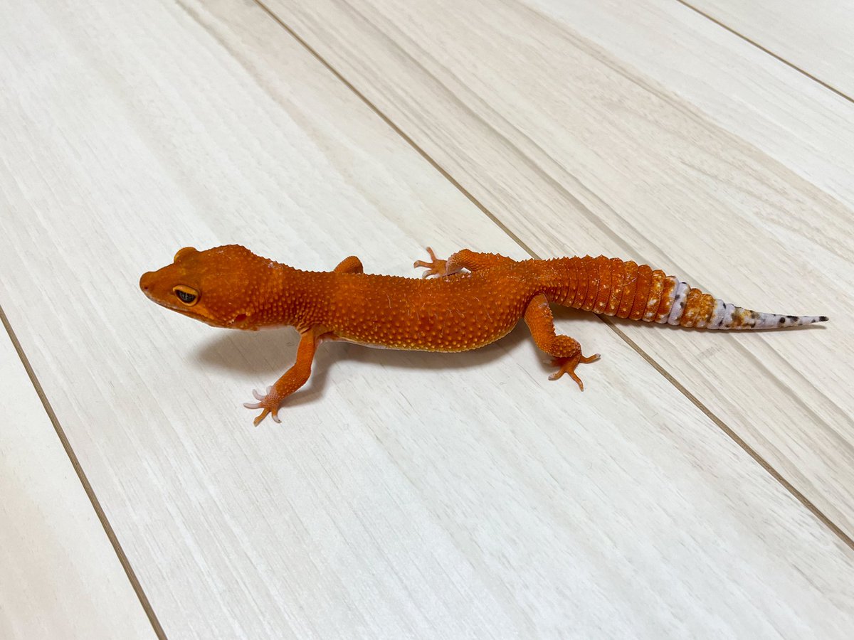 Blizzard Gecko🦎3/8BO tweet media