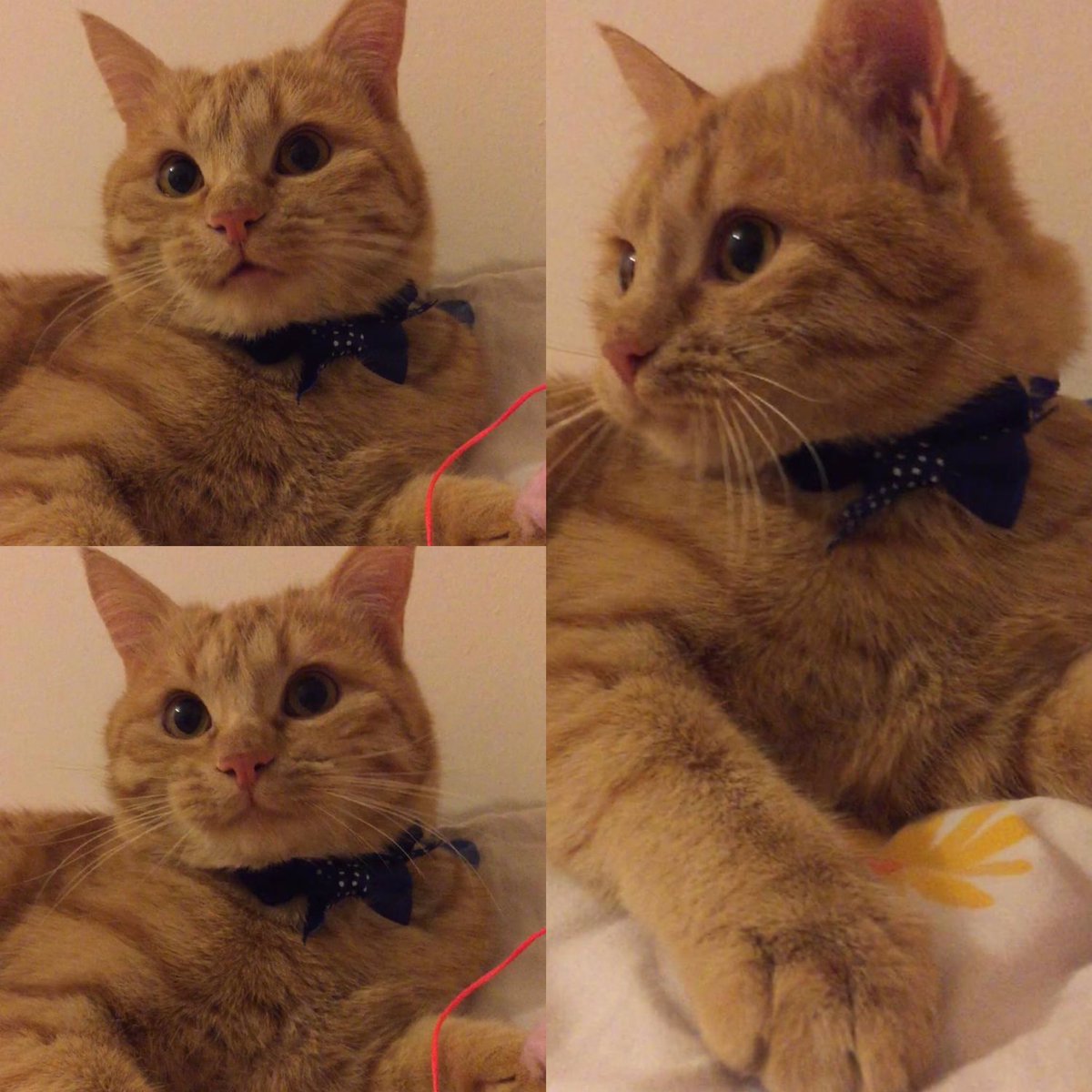 🤎 #DünyaKedilerGünü