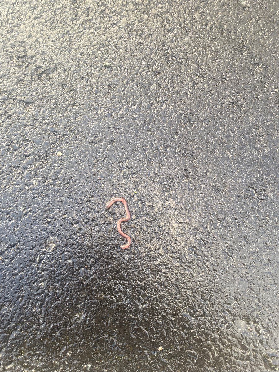 EdelFleming1's tweet photo. Iris spotted this wriggly worm on the way to school and said it looked like the number 3🪱 😁 https://t.co/JOEV4CTP20
