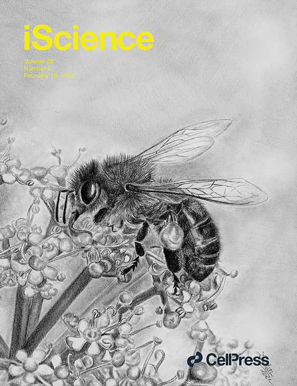 Our article on how the neuropeptide sNPF regulates appetitive responsiveness of honey bees made the cover of <a href="/iScience_CP/">iScience journal</a> ! A wonderful drawing by @LBestea was selected for this! A talented scientist and artist! See the paper here: sciencedirect.com/science/articl…