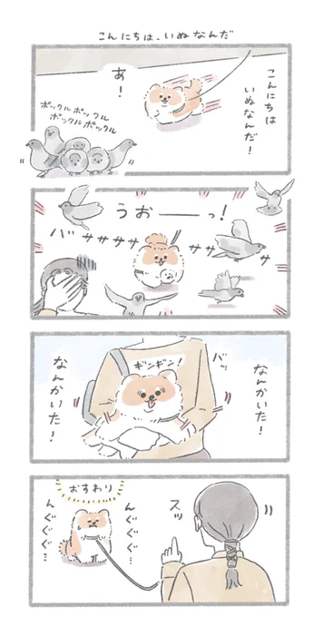 ハトが気になるポメさん
#こんにちはいぬです 