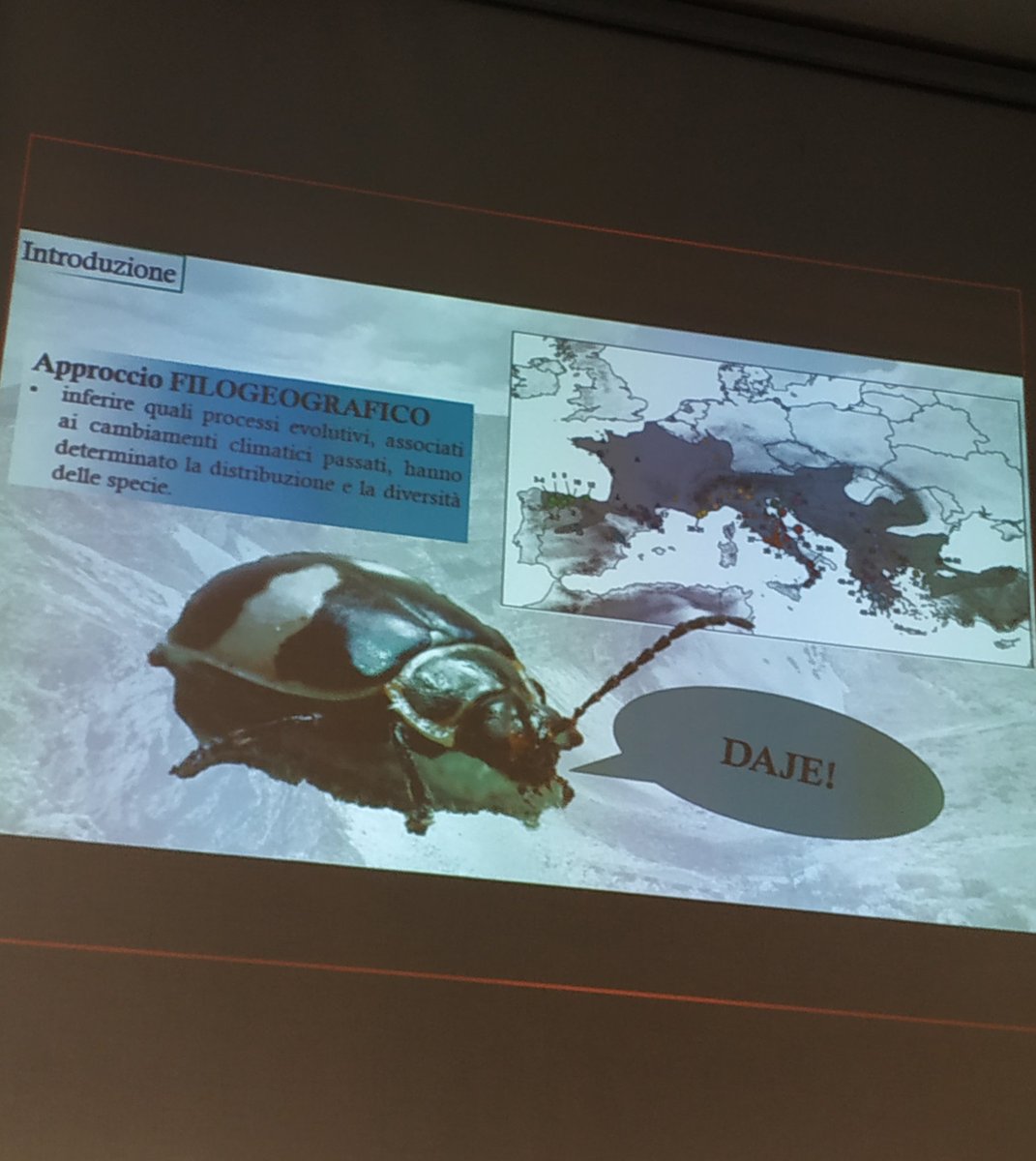 LUnivaq's tweet photo. A new #lab meeting with @EmBerrilli and his #PhD project: Insights on the effect of Quaternary climatic oscillations on the phylogeographical patterns along the #Apennine mountain:  comparison between temperate and alpine Italian #endemic flea #beetles (Chrysomelidae, Alticini) https://t.co/W9FzjFTxmp