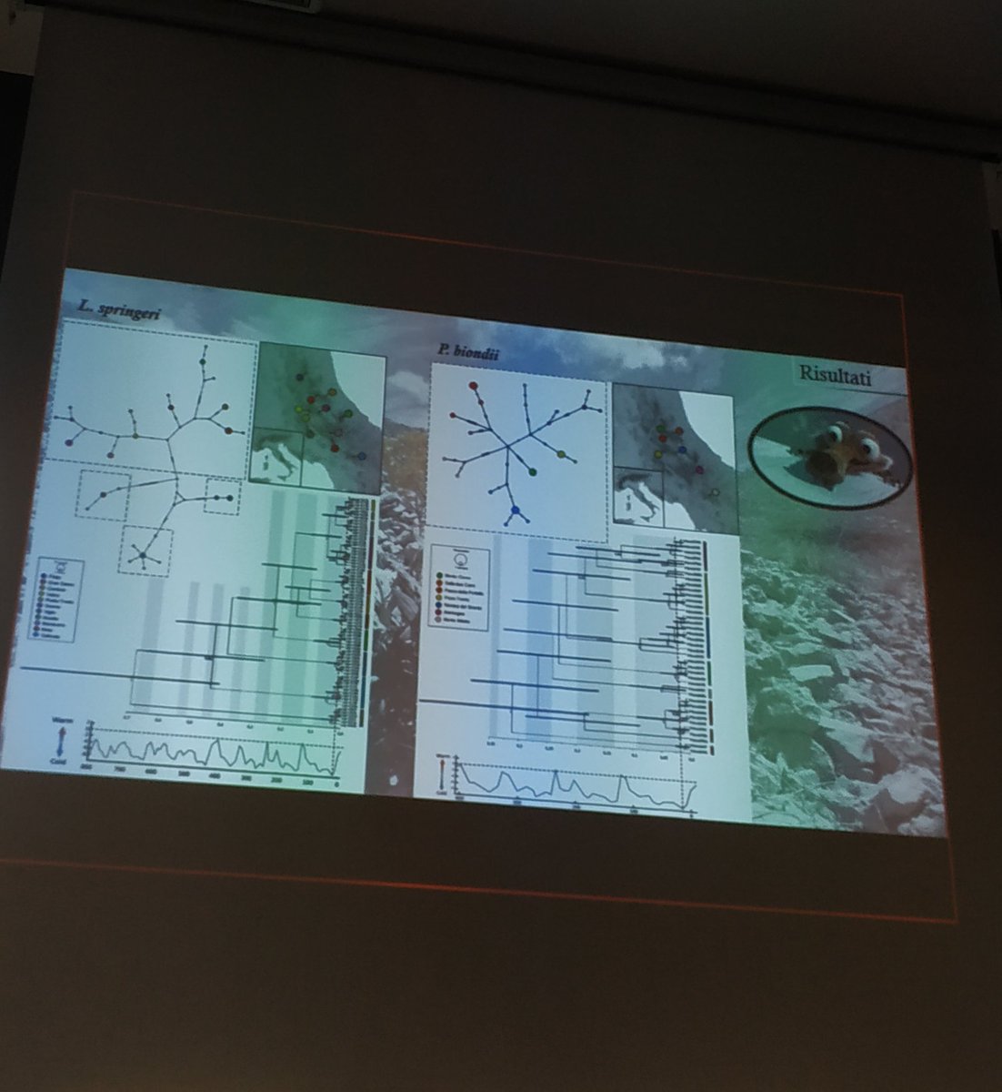 LUnivaq's tweet photo. A new #lab meeting with @EmBerrilli and his #PhD project: Insights on the effect of Quaternary climatic oscillations on the phylogeographical patterns along the #Apennine mountain:  comparison between temperate and alpine Italian #endemic flea #beetles (Chrysomelidae, Alticini) https://t.co/W9FzjFTxmp