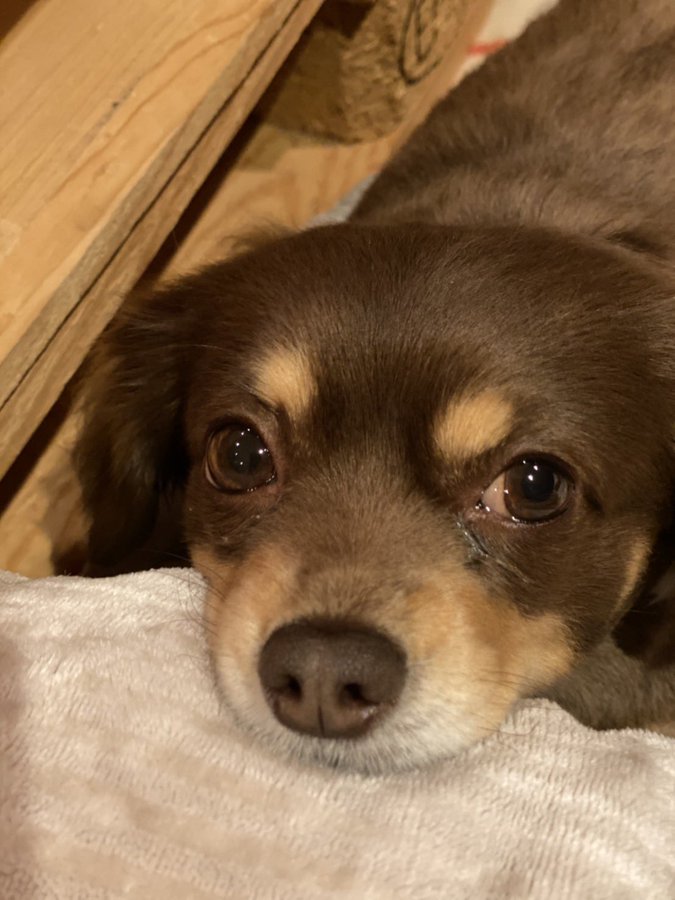 22年 チワワを飼っている 飼っていた芸能人15名 愛犬の写真も わんわんナビ