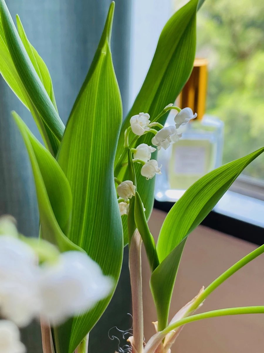 花崎鈴蘭 事故系vtuber Suzuran Vtuber Twitter