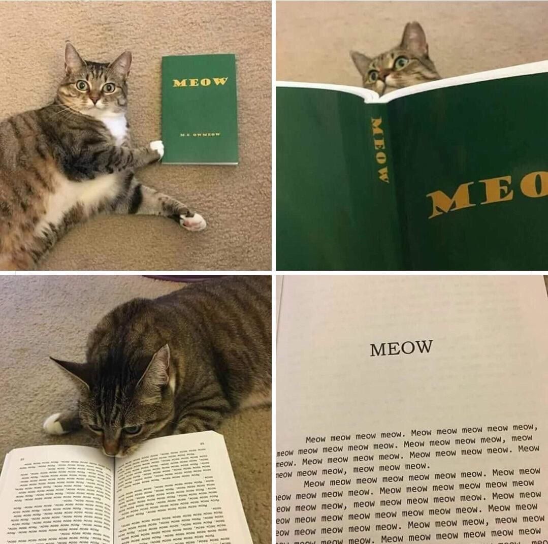 wiill_hector's tweet photo. MEOW ?? :)))) https://t.co/a0wTWMonCk