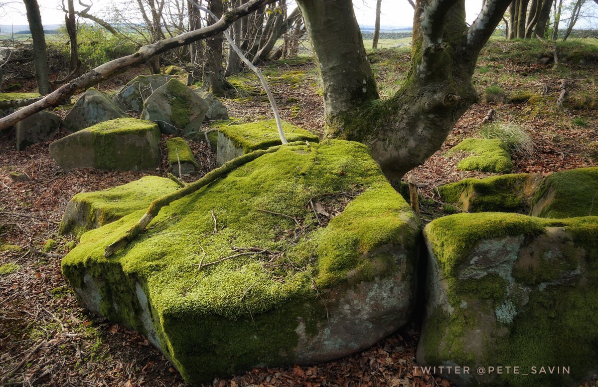 These moss covered stones lie abandoned where the roman builders left them 1900 years ago during the creation of the Vallum ditch behind #HadriansWall #HW1900