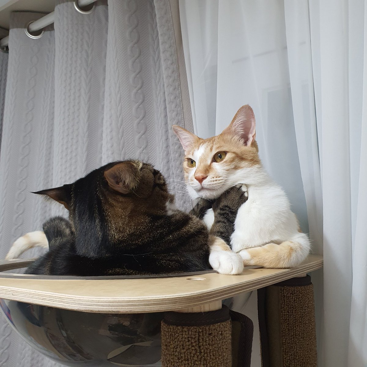 🐈‍⬛네 목숨줄은 내가 쥐고있다
🐈...◔_◔