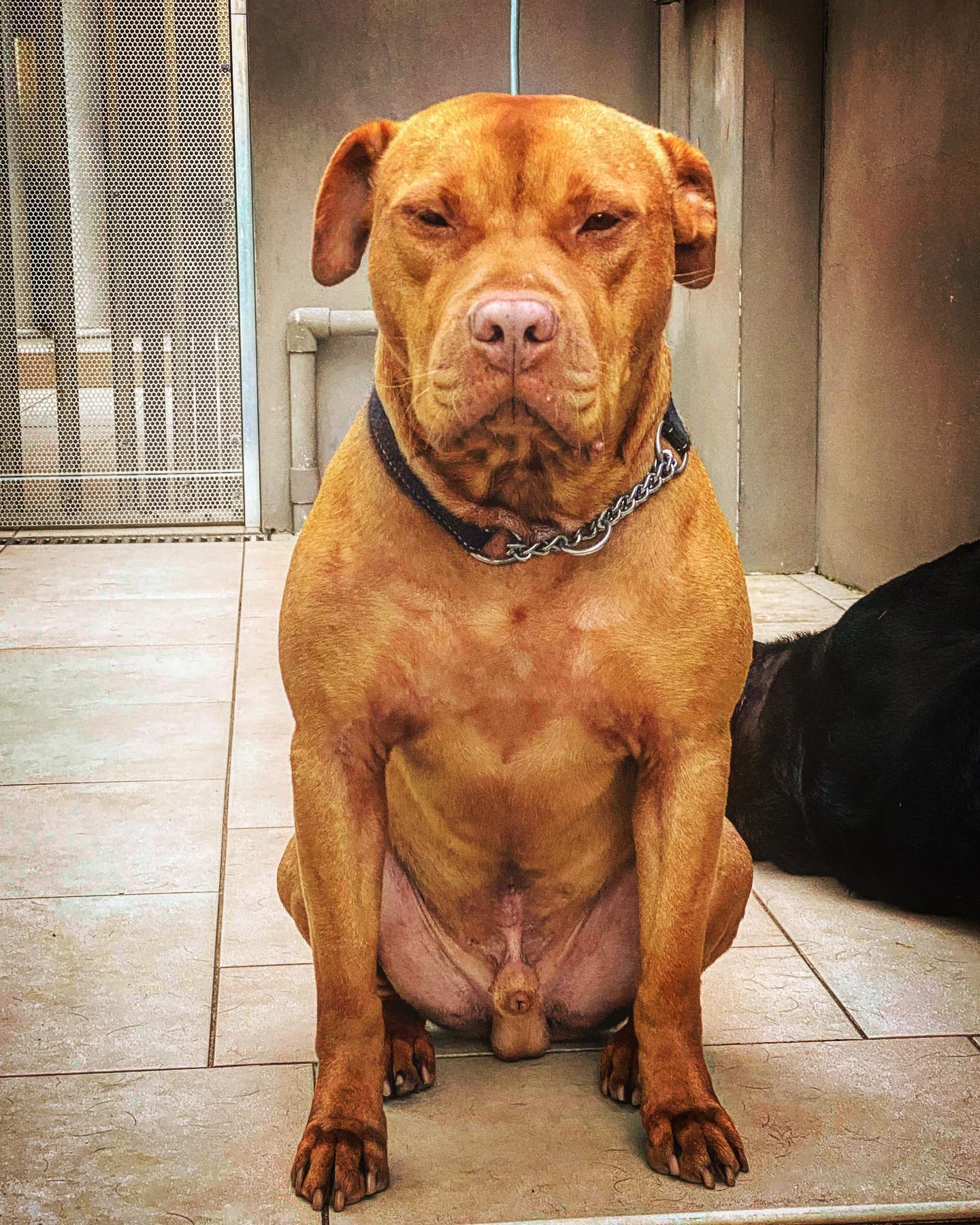 Gator Pitbull Pictures
