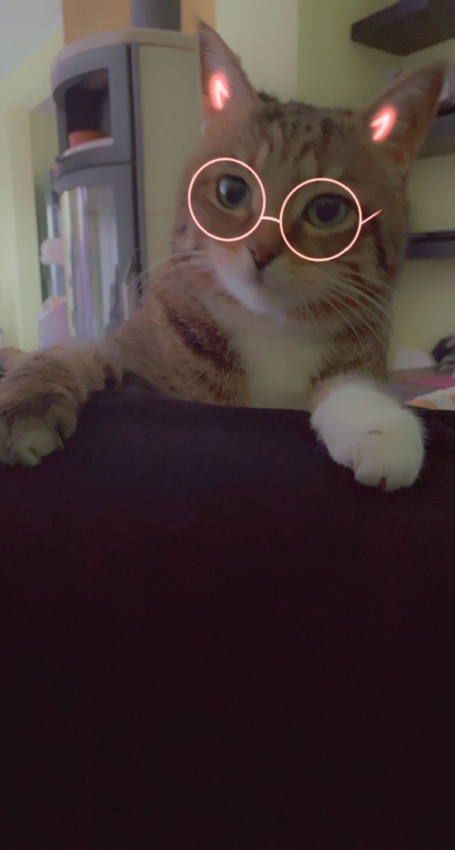 FynnItz's tweet photo. @patchpuppe it's my cat, why my cat https://t.co/sDuJsHU1iB