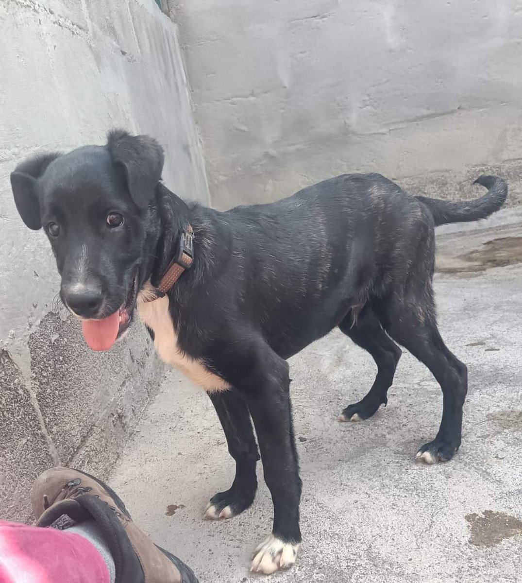 Este cachorro tan mono fue encontrado con collar en Güímar, por favor sigamos difundiendo por si sus dueños lo están buscando. Gracias.