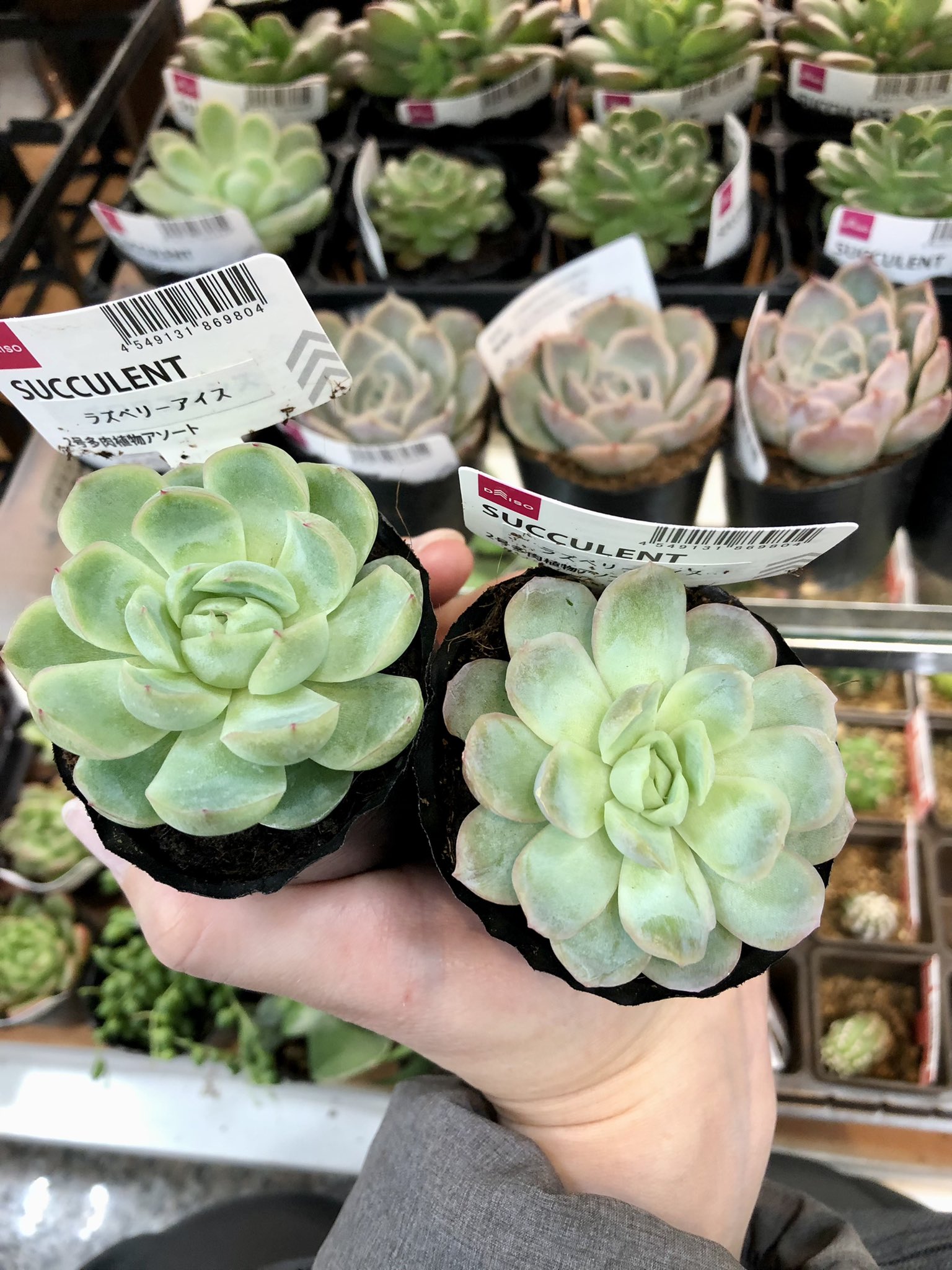 やまなつ 埼玉のタニラーさーん ダイソーに新作続々と出てるよぉ 初 ラズベリーアイス札付き 調子のいいグリネ ギルバ説とオウレイ再登場 個人的にオススメ 狩ったのは薄葉のお粉ふんわり丸葉と細葉 の顔違いちゃん 多肉