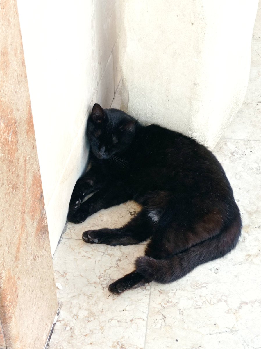 Nero Black Sabbath è più bello
#GiornataNazionaleDelGatto