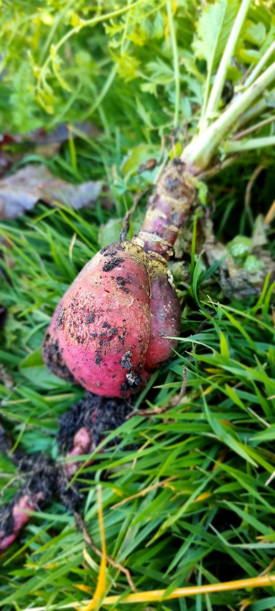 Annecy Catholic tweet media