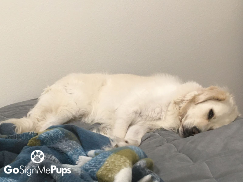 GoSignMeUp's tweet photo. Oh no she's showing me in the Zoom call again!
https://t.co/YvuE4E9XJ9
#gosignmepups #GoSignMeUp #officedog #onlineregistration https://t.co/qrKTXN1gQ7