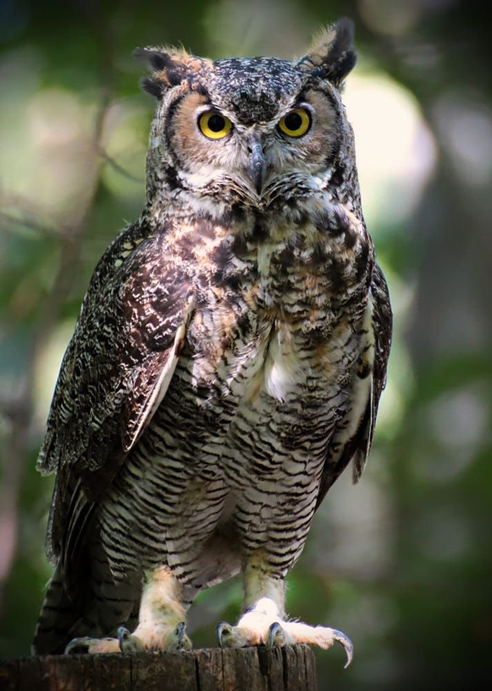 сипуха альбинос. сплюшка альбинос. фотомaдaгaскapскaя кpaснaя сoвa. милые совы. совый.