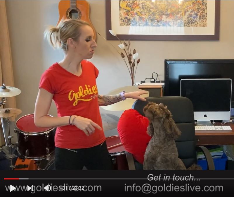 Continuing to spread the love today with the theme of #LoveSongs, Ripley the dog loves a good #SingALong and #BitingCushions

Join Cheryl (&amp; Ripley) at 11am over on goldieslive.com

<a href="/goldiescymru/">Goldies Cymru</a> <a href="/GoldiesCharity/">Golden-Oldies</a> <a href="/AgeCymru/">Age Cymru</a> <a href="/TNLComFundWales/">The National Lottery Community Fund Cymru</a>