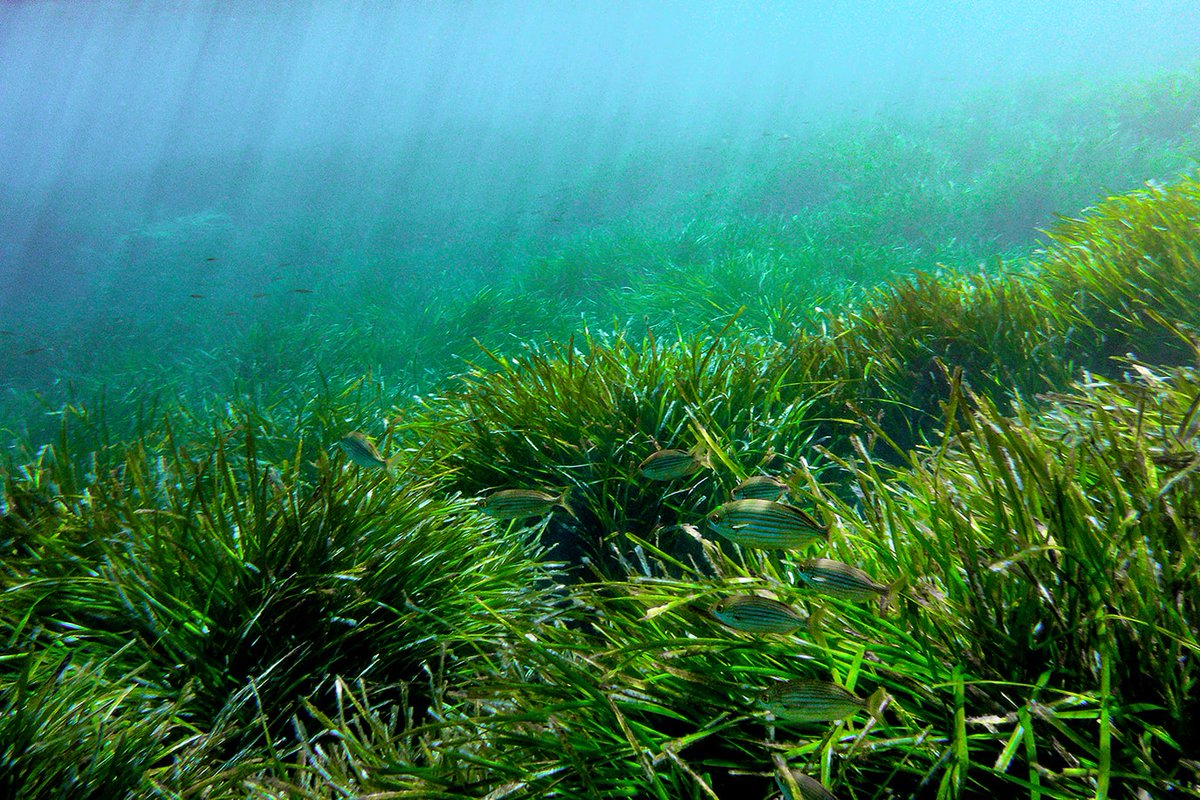 Sis raons fonamentals per a protegir la posidònia ↘️
1️⃣ És una planta endèmica
2️⃣ Genera per hectàrea més oxigen que l'Amazònia
3️⃣ Impulsa la biodiversitat
4️⃣ Segresta el 10% del CO₂
5️⃣ Protegeix les platges
#SalvemSaBadia #EstimSaBadia #Eivissa
Foto: <a href="/GCPHE/">Ciudades Patrimonio</a>