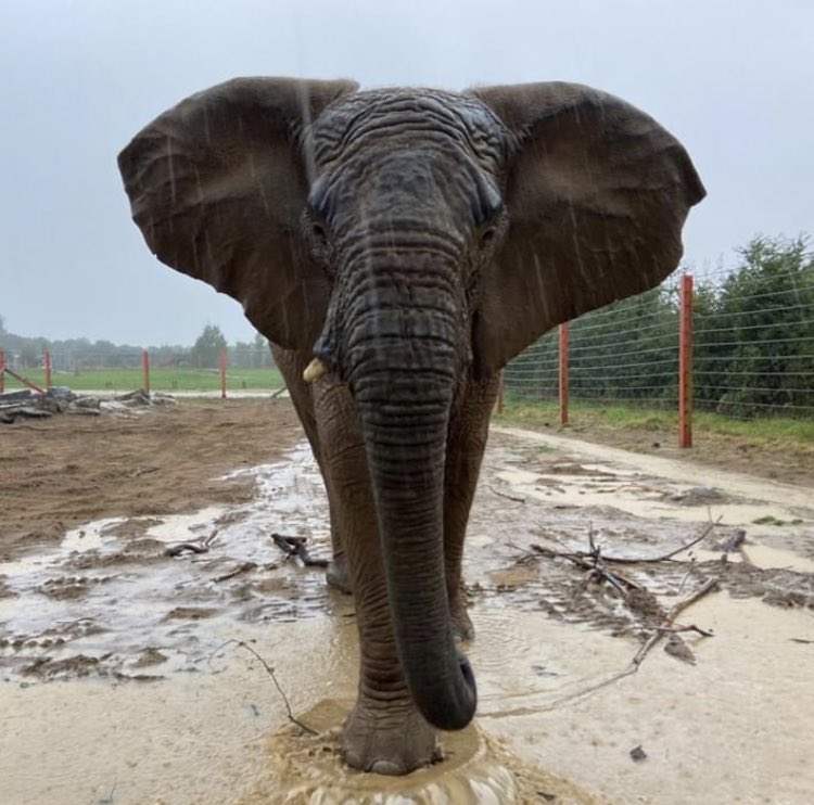 Elephant Welfare Project (@welfareelephant) on Twitter photo 🐘 APP IN ACTION 🐘 Meet Janu, the massive 16yr old bull from <a href="/Noahs_Ark_Zoo/">Noah's Ark Zoo Farm</a>! “A bruiser of an elephant. He only has one short tusk as he broke it in 2015. His broken tusk was managed by his keepers & is now slowly growing back.” His keepers use our app to monitor his welfare! 🐘 🐘 APP IN ACTION 🐘 Meet Janu, the massive 16yr old bull from <a href="/Noahs_Ark_Zoo/">Noah's Ark Zoo Farm</a>! “A bruiser of an elephant. He only has one short tusk as he broke it in 2015. His broken tusk was managed by his keepers & is now slowly growing back.” His keepers use our app to monitor his welfare! 🐘