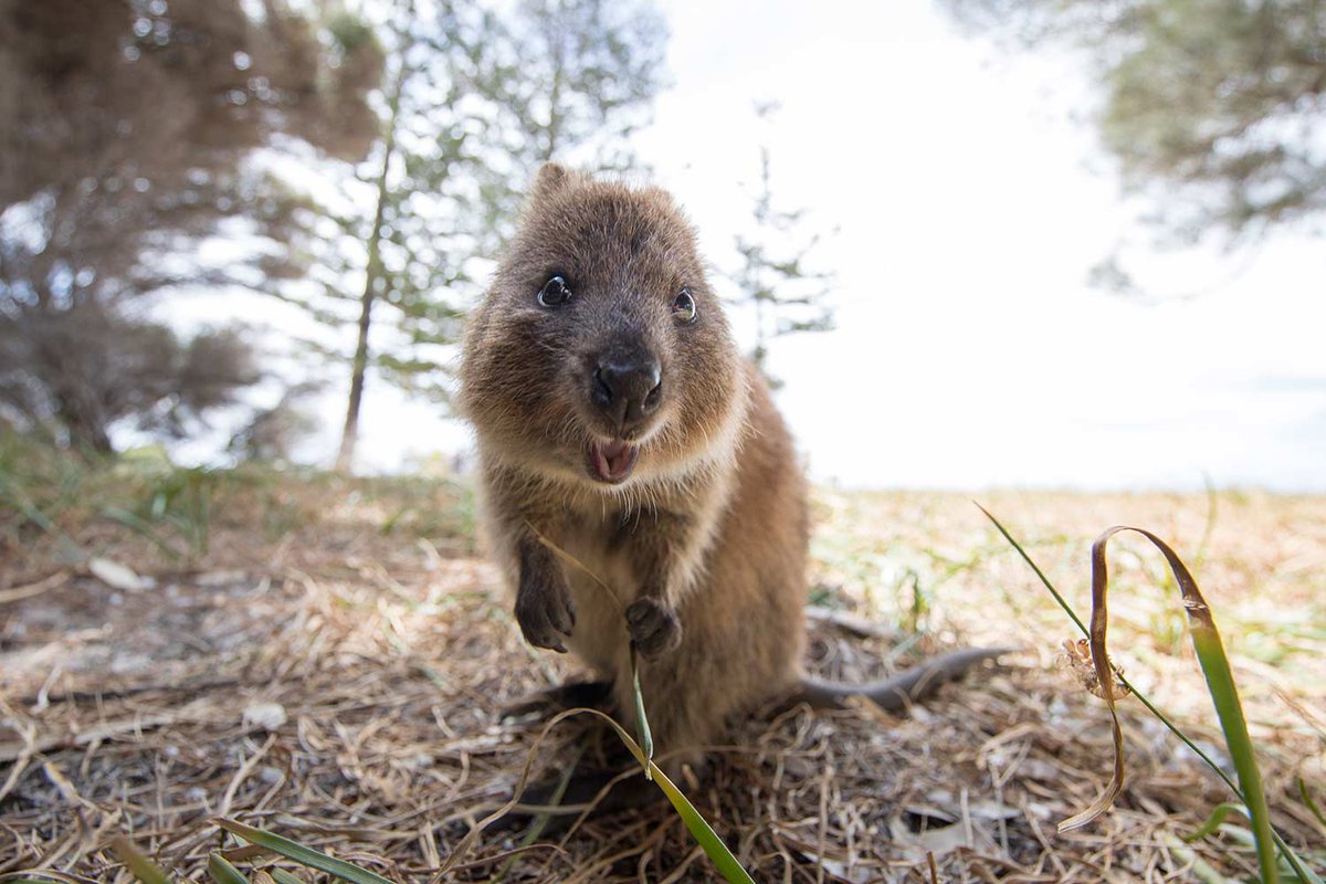 wanderlustmag's tweet photo. How and where to see Western Australia's Big Five > https://t.co/i6ENlQ9gyi
With its spinach-green forests, white sand beaches and the world's largest fringing reef, it's little wonder so much of the world’s wildlife want to make Western Australia their home...
#ad #wlwa https://t.co/34tiTox6b6