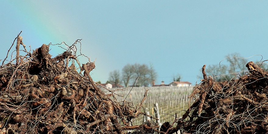 chateau_guiraud (@chateau_guiraud) on Twitter photo ๐ฟ ๐๐ ๐ซ๐จ๐ญ๐๐ญ๐ข๐จ๐ง ๐ฉ๐๐ซ๐๐๐ฅ๐ฅ๐๐ข๐ซ๐ ๐ฟ
#ChรขteauGuiraud prรฉserve son #terroir Aprรจs environ cinquante annรฉes, une partie des #vignes arrachรฉes sont transformรฉes en #biomasse, une ressource รฉnergรฉtique durable. #Sauternes #GrandCruClassรฉ #AB ๐ฟ ๐๐ ๐ซ๐จ๐ญ๐๐ญ๐ข๐จ๐ง ๐ฉ๐๐ซ๐๐๐ฅ๐ฅ๐๐ข๐ซ๐ ๐ฟ
#ChรขteauGuiraud prรฉserve son #terroir Aprรจs environ cinquante annรฉes, une partie des #vignes arrachรฉes sont transformรฉes en #biomasse, une ressource รฉnergรฉtique durable. #Sauternes #GrandCruClassรฉ #AB