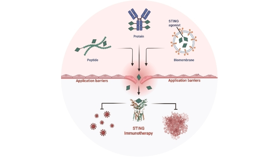 ACES_Journals's tweet photo. Overcoming #STING Agonists Barriers: Peptide, Protein & Biomembrane-based Biocompatible Delivery Strategies. Review by Yong-Fang Zheng & Jun-Jun Wu of Fujian Normal University #STINGpathway https://t.co/aQTMyz6WpY https://t.co/0eTM8Ge5bJ