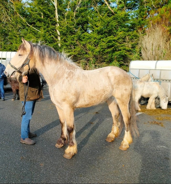 Newmarket Horse Fair 17 / 02 / 22, lots of trade reported &amp; great crowd. Street Horse Fair like Banagher 👌🤠👌💯

See more on fb.com/banagherhorsef…