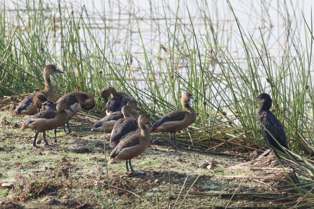 A Cormorant lecturing the Ducks.😊
#birdwatching #birding #birdphotography #birdsofgoa #IndiAves #canonphotography