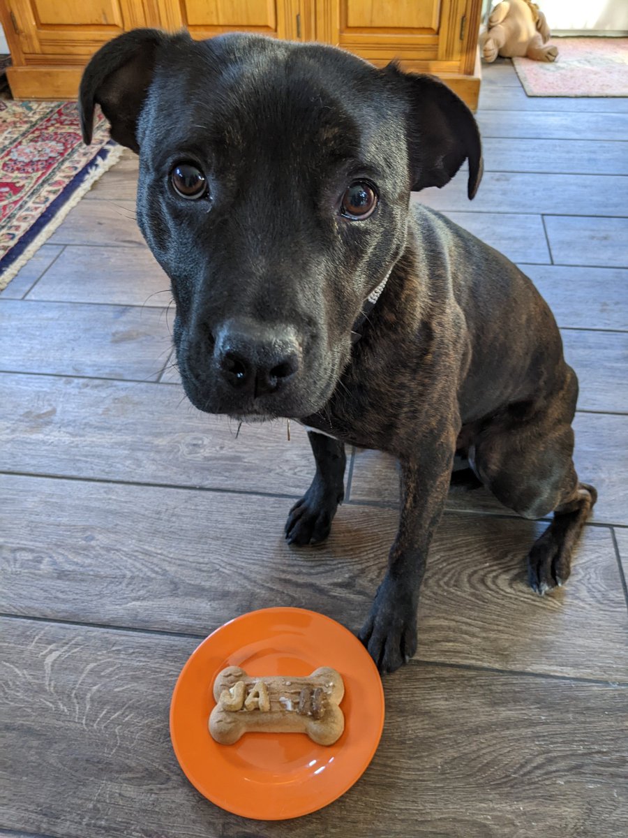 Happy Birthday #JustJack! Only a few days late 🙈 and he ate the 'C' before his photo was taken! Giant bone and letter biscuits from <a href="/PetsatHome/">Pets at Home</a> and make the perfect birthday treat 🥳