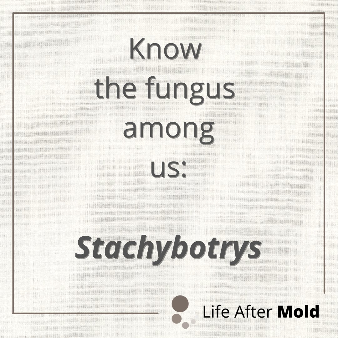 LifeAfterMold's tweet photo. 📢Know the fungus among us: #Stachybotrys 📢50+ species. includes the H20 ❤️ing #StachybotrysChartarum aka #toxicblackmold; it's spores are sticky & not easily airbone. 1/3 of strains make dangerous trichothecene mycotoxins (more info later). Check out my IG/FB for more! #mold https://t.co/Ht5OlrfktG
